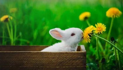 okooo-九游体育下载｜让热爱在掌心绽放，实时比分与全景直播一手掌控